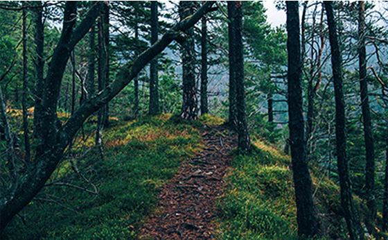 如何快速建立网上分销渠道,分销渠道建立有哪些步骤? 如何快速建立网上分销渠道,分销渠道建立有哪些步骤?