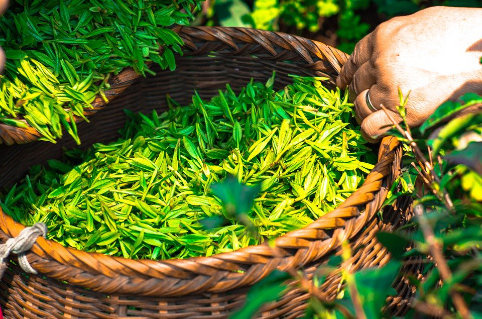 传统茶叶零售如何实现转型？